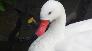 Coscoroba Swans communicate with contact calls 4K [upl. by Engdahl]