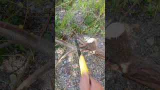 Cutting tree  how to cut a tree  wood cutting asmr  ASMR [upl. by Nilsoj]