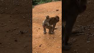 arashiyama monkeypark japan kyoto [upl. by Lubow249]