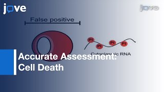 Modified Annexin VPropidium Iodide Apoptosis Assay Assessment Of Cell Death l Protocol Preview [upl. by Northway]