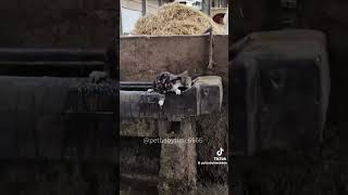 fyp fypシ゚viral comedy funny animals cat horse shorts like share america english nz eh [upl. by Colvert]