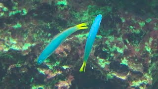 オグロクロユリハゼ Blacktail goby Ptereleotris heteroptera [upl. by Manon]