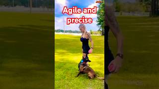 ❤️Sheepdog breed Belgium❤️germanshepherd pubg pets pitbull k9 belgianmalinois [upl. by Anikram115]