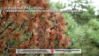 Смоляной рак сосны Fusarium circinatum Nirenberg amp ODonnell [upl. by Iy]