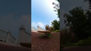 Aerial photography of dogs skateboarding pets cute [upl. by Eob514]