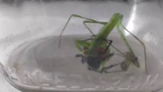 Black Widow vs Praying mantis  Fight to the death [upl. by Yellehs]