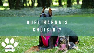 LES DIFFÉRENTS HARNAIS POUR CHIEN [upl. by Ylenats]