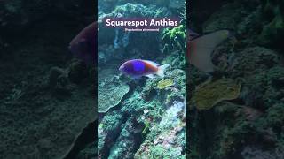 Stunning Squarespot Anthias in the Wild  Beautiful fish  shorts fish nature ocean aquarium [upl. by Rahsab]