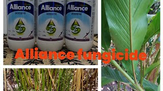 azoxystrobin 11tebuconazol 1830 Alliance Fungicide മഴകാലത്തിനു മുന്നോടിയായി കൊടുക്കാൻ പറ്റിയ [upl. by Zeke]