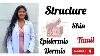 structure  function of skin in tamil physiology epidermis dermis [upl. by Hermine]