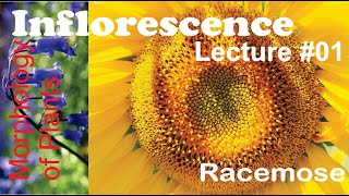 Inflorescence Lecture 01 Racemose for BS [upl. by Eikcim542]