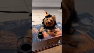 yorkshireterrierpuppies pets dog Halloween🎃 [upl. by Wyn]