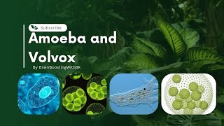 Amoeba and Volvox  Class 9 Biology Chapter 1  Lecture 12 biology urdu hindi views viralvideo [upl. by Etterual]