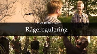 Rågeregulering  En film om regulering af rågeunger [upl. by Lissner]