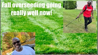 Overseeding Going Well [upl. by Anneg]