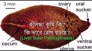 Pathogenesis of Fasiolosis in cattle a tutorial by Dr Suchayan Chowdhury [upl. by Ocisnarf]