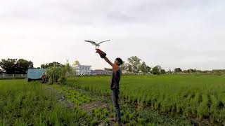 Free Fly Black Winged Kite Brahminy Kite [upl. by Aissac]