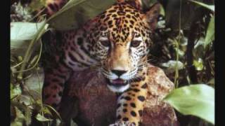 Top 10 Most Dangerous Carnivore Animals In The World [upl. by Packton291]