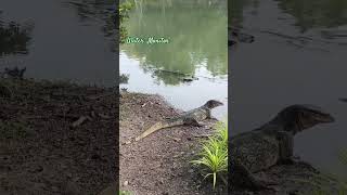 Water Monitor 10112024 nonthaburi thailand thailandtravel watermonitor [upl. by Kimura]