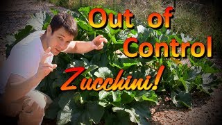 The Best Organic Fertilizer for Plants Part 3  How to Grow Huge Zucchini [upl. by Battista905]