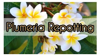 how To plumeria chumpa repotting  plumeria plant full Information [upl. by Frasier]