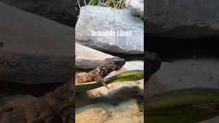 Armadillo Lizard reptiles lizard animals wildlife zoo [upl. by Chyou]