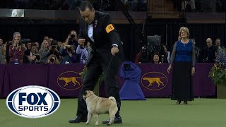 Best in Show Ceremony  WESTMINSTER DOG SHOW 2018  FOX SPORTS [upl. by Ssej]