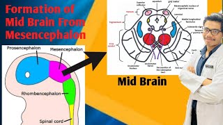 Development of Mid Brain Development of Brainstem  Derivative of Mesencephalon [upl. by Sissel]