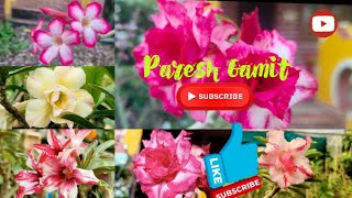 Adinyam Plant  Adinyam Flowers  Multicolor  Adinyam Bonsai  Priti Nursery amp Farm  Paresh Gamit [upl. by Dde]