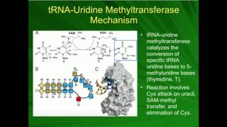 Aminoacyl tRNA Synthetase Charging the Amino Acid [upl. by Bruns784]