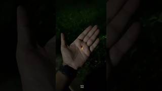 How Fireflies Light Up science sciencefacts [upl. by Hylton]