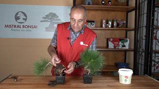 Naturbonsai y las micorrizas  Mistral Bonsai [upl. by Nagap]