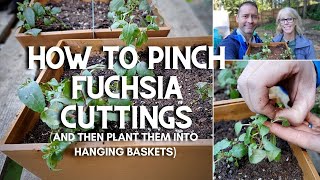 😃 How to Pinch Fuchsia Cuttings and Plant Them 😃 [upl. by Anneyehc]