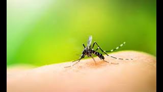 Especialistas mantienen monitoreos en albergues debido al dengue [upl. by Meensat]