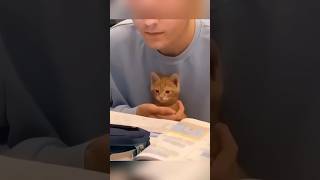 This is a cat with the highest education shorts youtubeshorts animals pets cute cat [upl. by Wenonah]