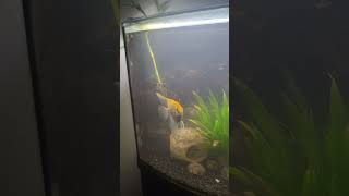 36 Bow Front Aquarium Angelfish and Loach Update [upl. by Ibib159]