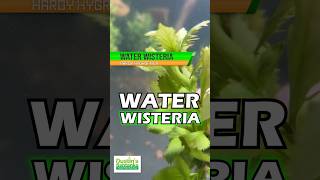 WATER WISTERIA AKA THE HARDIEST HYGROPHILA HYGROPHILA DIFFORMIS Aquarium Plant For Sale [upl. by Aicxela15]