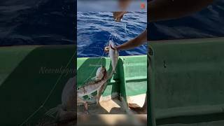 Hand Line Fishing at 300 Feet Deep for Rosy Snapper Fish fishing fishingvideo oceanfishing [upl. by Stannfield]