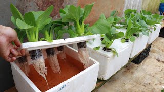 Growing Hydroponic Vegetable Garden at Home  Easy for Beginners [upl. by Fara]