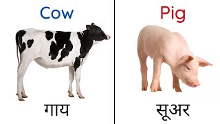 Domestic Animals in Hindi and English [upl. by Murage796]