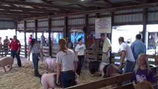 How to show pigs at the fair [upl. by Farhsa]