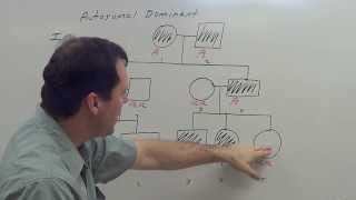 Autosomal Dominant Pedigree [upl. by Eneryt]