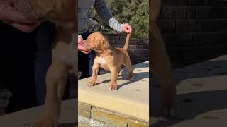 MALE NEAPOLITAN MASTIFF X GERMAN BOXER X AMERICAN BULLDOG X GAME PITBULL HIGH PERFORMANCE BANDOG [upl. by Eppesuig]