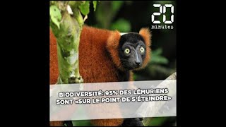 Biodiversité 95 des lémuriens sont «sur le point de séteindre» [upl. by Amadus876]