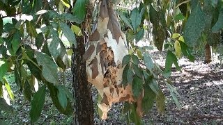 TAILOR ANT nest GREEN ANT OECOPHYLLA SMARAGDINA TREE ANTS FORMIGAVERDE Arboreal ants [upl. by Ramah]