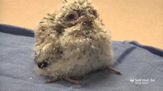 Tawny frogmouth chick at the Saint Louis Zoo [upl. by Dobson]