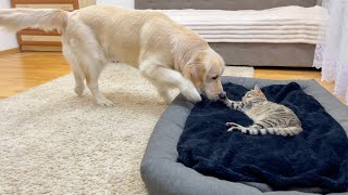 Golden Retriever Reacts to Cat in His Bed [upl. by Ahsikel]