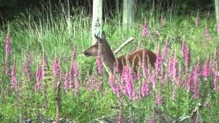 Jagd im Juni  Sommerjagd auf Rotwild Teil 2  Beute machen [upl. by Anail]