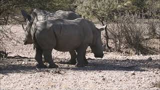 Namibia 2024 Waterberg Guestfarm bis Okapuka Safari Lodge [upl. by Ellenar442]