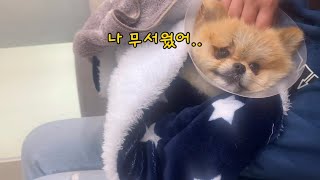 병원기록 4 강아지 슬개골탈구 수술feat 간수치 재검사 결과 Luxating patella in Dogs [upl. by Suilenrac649]